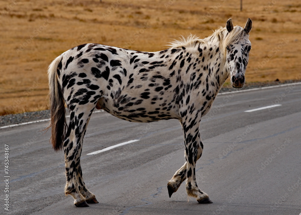 Russia. The South of Western Siberia, the Altai Mountains. A white horse with black spots all over its body in an autumn pasture along the Chui tract. Russia. The South of Western Siberia, the Altai Mountains. A white horse with black spots all over its body in an autumn pasture along the Chui tract.
