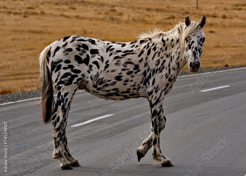 Russia. The South of Western Siberia, the Altai Mountains. A white horse with black spots all over its body in an autumn pasture along the Chui tract.