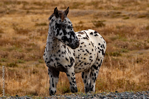 Russia. The South of Western Siberia  the Altai Mountains. A white horse with black spots all over its body in an autumn pasture along the Chui tract.