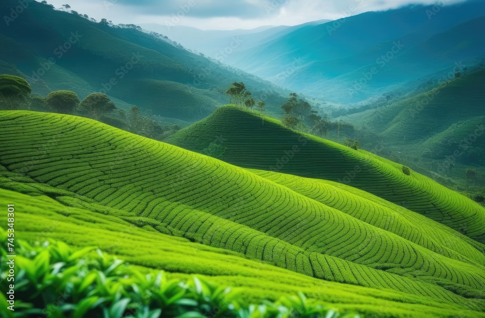 panoramic view of the tea plantations