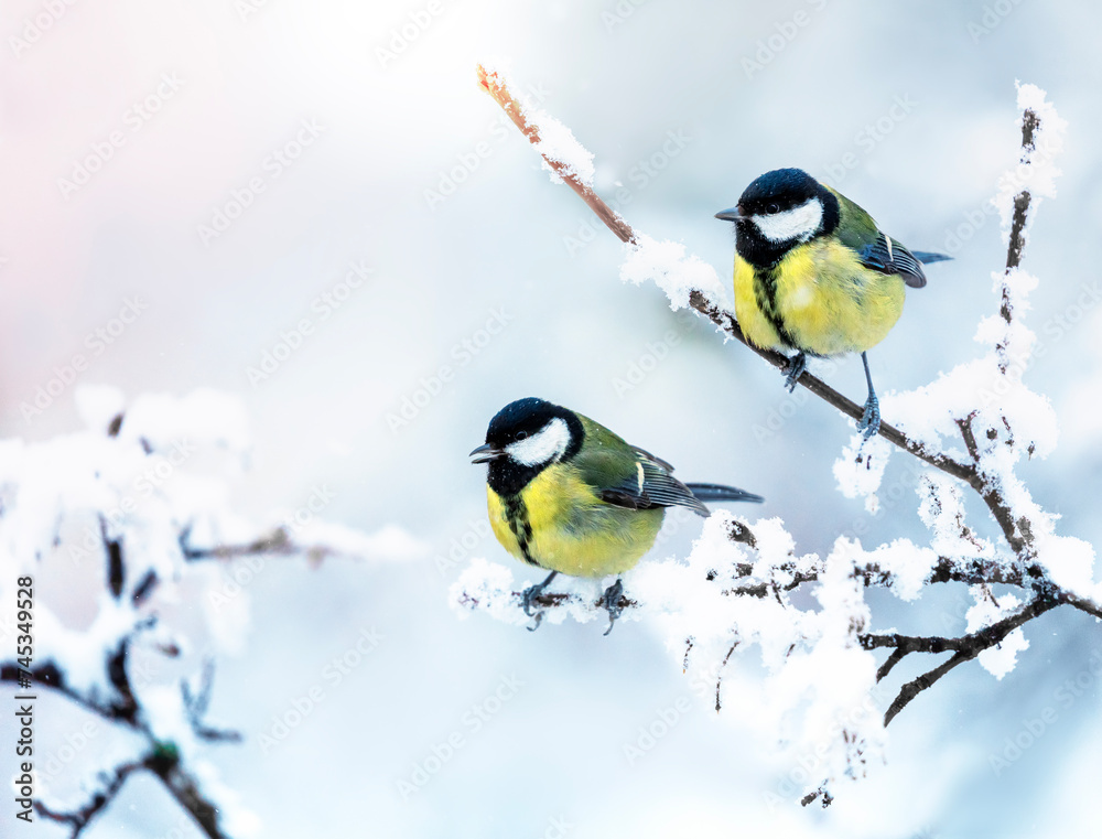 banner with two bird tits sitting on snow-covered branches in a winter park banner with two bird tits sitting on snow-covered branches in a winter park