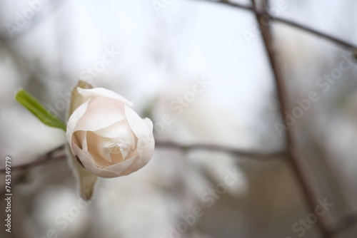 Magnolia flower blooms in the spring.