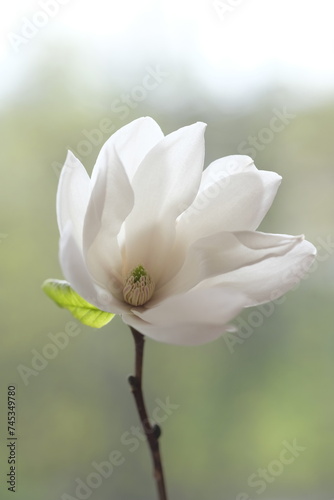 The white magnolia flower is open to the wind.