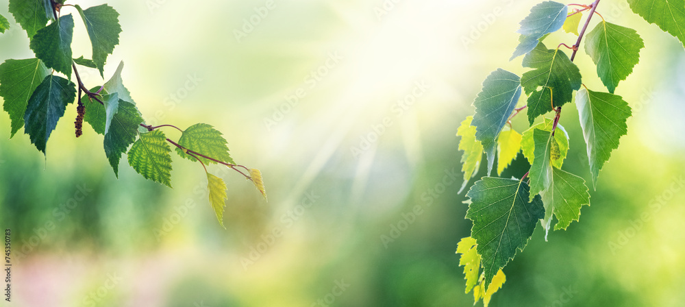Birch branch with green leaves on blurred background, copy space - obrazy, fototapety, plakaty 