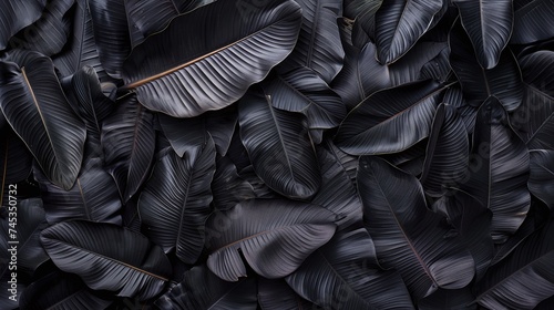 abstract black leaves texture for tropical leaf background, flat lay concept in dark nature with minimalistic monochrome design