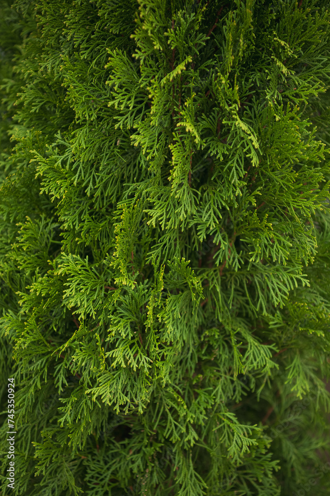 Crown of thuja in close-up Crown of thuja in close-up