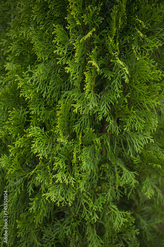 Crown of thuja in close-up