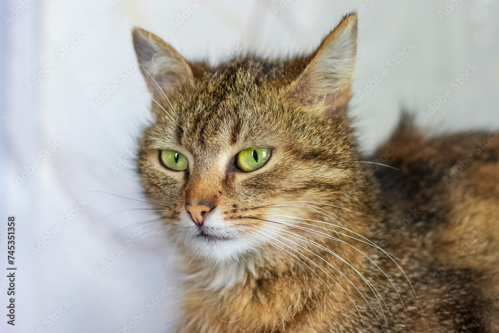 Close-up portrait of a brown cat on a light background