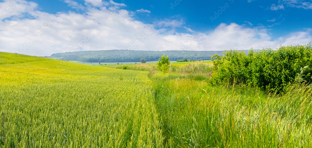 Summer landscape with a field with green wheat and a picturesque sky