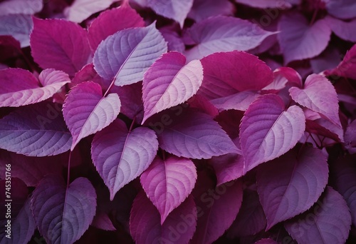 Closeup nature view of purple leaves background, abstract leaf texture