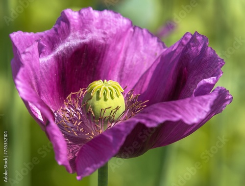 Detail of opium poppy flower in latin papaver somniferum photo