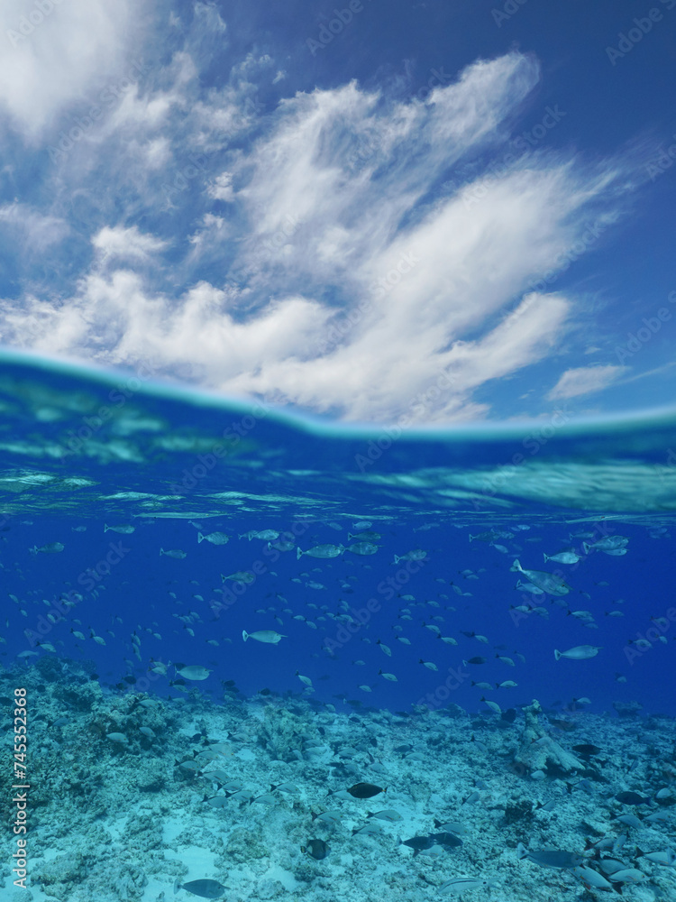 School of fish underwater with blue sky and cloud, south Pacific ocean seascape, split view over and under water, natural scene, Rangiroa, Tuamotus, French Polynesia