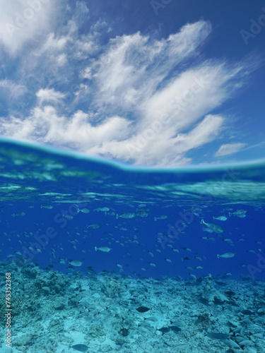 School of fish underwater with blue sky and cloud  south Pacific ocean seascape  split view over and under water  natural scene  Rangiroa  Tuamotus  French Polynesia