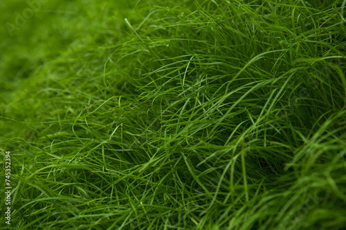 fresh green grass in spring