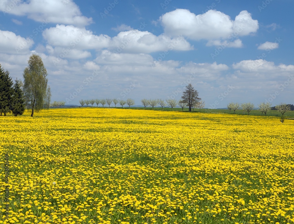 yellow flowering meadow full of common dandelions