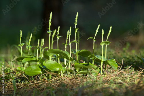 Orchid Gennaria diphylla. Platamona, Sassari, sardegna, Italia photo