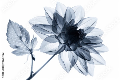 X-ray image of dahlia. Photocopy of flowers in black and white photo