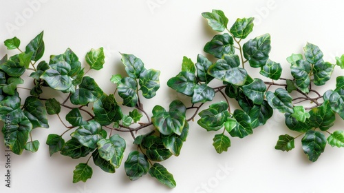 ivy plant isolate on white background