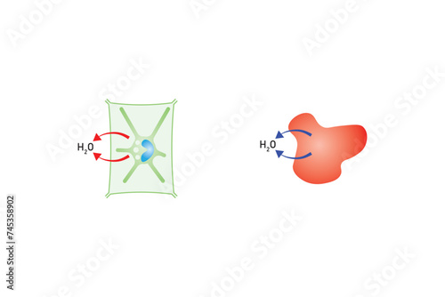 Osmosis in Animal Cells and Plant Cells Scientific Design. Vector Illustration.
