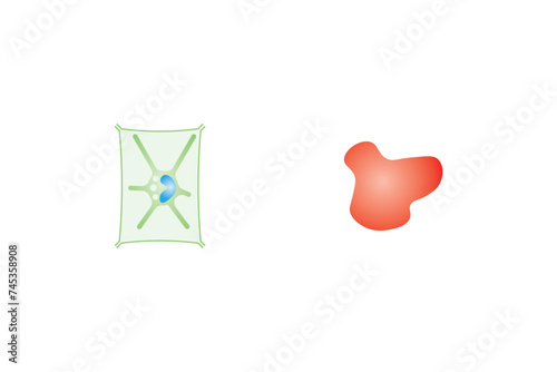 Osmosis in Animal Cells and Plant Cells Scientific Design. Vector Illustration.