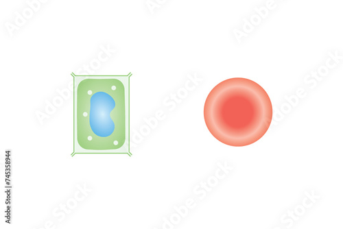 Osmosis in Animal Cells and Plant Cells Scientific Design. Vector Illustration.