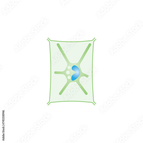 Plasmolyzed Plant Cell Scientific Design. Vector Illustration.