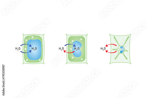 Plasmolysis, Flaccidity and Turgidity of Plant Cells Scientific Design. Turgid and Plasmolyzed Cells. Vector Illustration.	