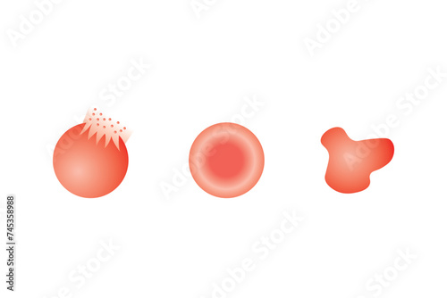 Water Balance in Animal Cells Scientific Design. Vector Illustration.