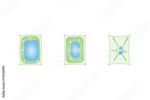 Plasmolysis, Flaccidity and Turgidity of Plant Cells Scientific Design. Turgid and Plasmolyzed Cells. Vector Illustration.	