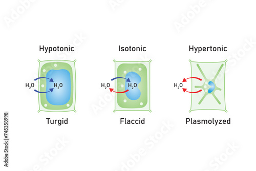 Plasmolysis, Flaccidity and Turgidity of Plant Cells Scientific Design. Turgid and Plasmolyzed Cells. Vector Illustration.	