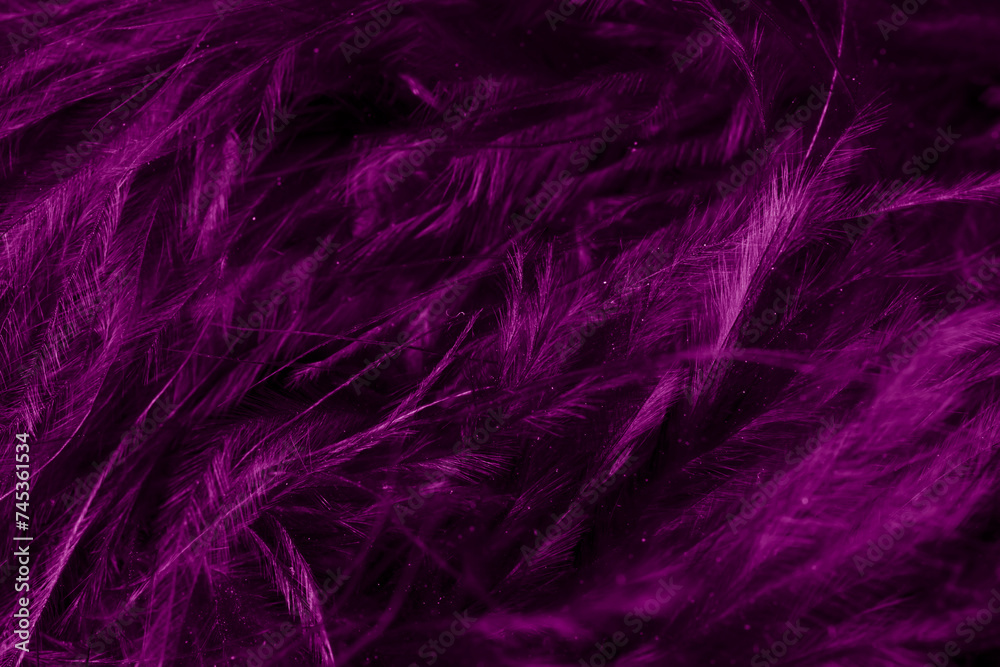 purple litle feather macro foto purple litle feather macro foto