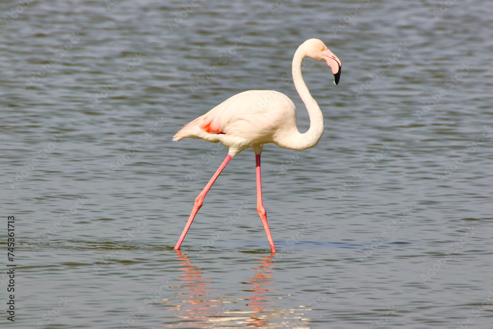 A Greater Flamingo wades through the shallow waters of Lake Amboseli at the Amboseli National park, Kenya