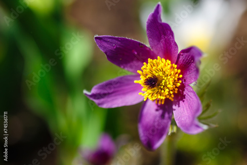 Flowers Pulsatilla vulgaris  Bells Violet 