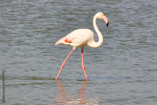 A Greater Flamingo wades through the shallow waters of Lake Amboseli at the Amboseli National park  Kenya