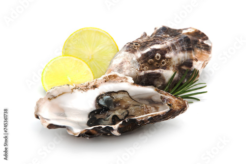 Fresh opened oysters with lemon slices and rosemary sprig isolated on white background. Seafood.