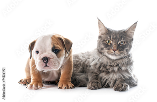 puppy english bulldog and cat