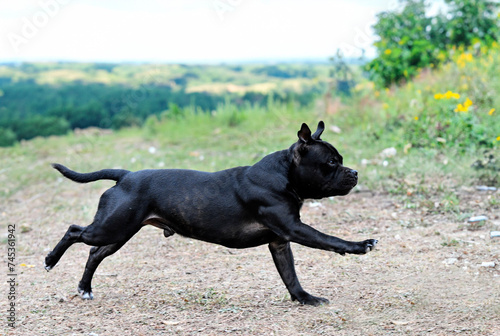 staffordshire bull terrier