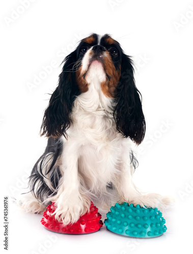 Картината върху платно cavalier king charles