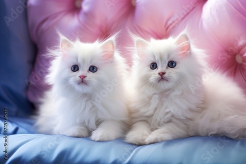Two fluffy white kittens sitting on a blue cushion with a pink background.