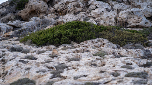 Green moss growing on surface of rocks in Cape Greco National Park, Cyprus