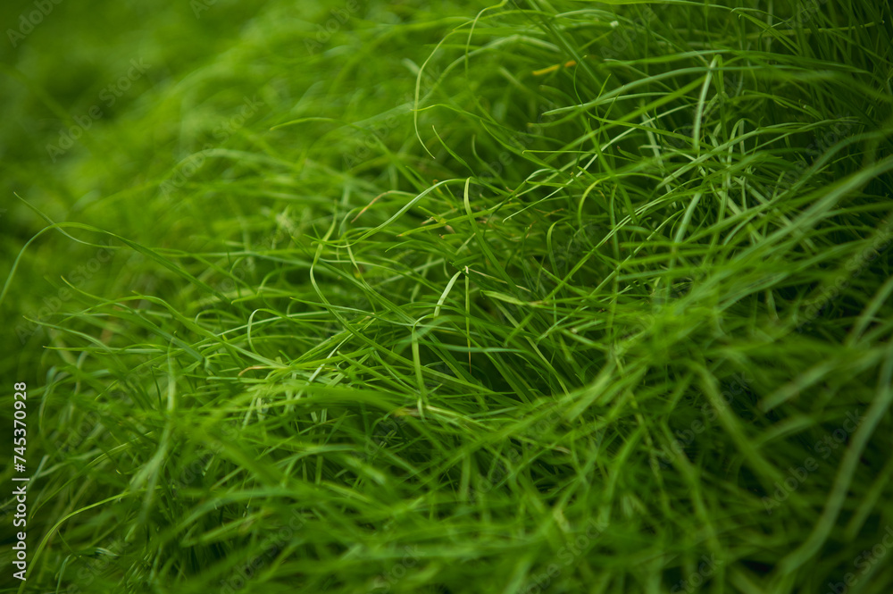 fresh green grass in spring fresh green grass in spring