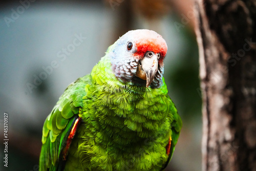 portrait of a Amazona brasiliensis green feather parrot bird photo