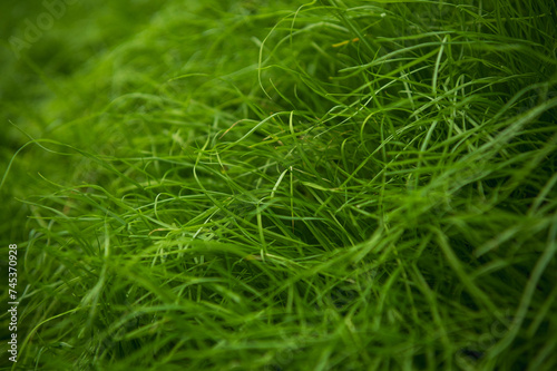 fresh green grass in spring