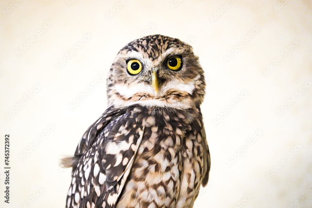 portrait of a burrowing owl - feathers, camera stare