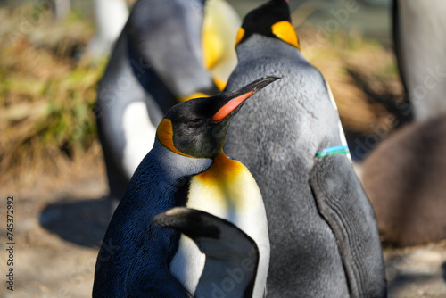 Portrait of emperor penguins in the zurich zoo photo