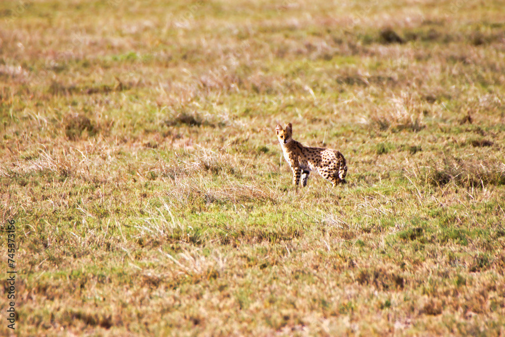 Serval Cat pauses to look up from its hunt on a warm sunny day at the Amboseli National park,Kenya Serval Cat pauses to look up from its hunt on a warm sunny day at the Amboseli National park,Kenya