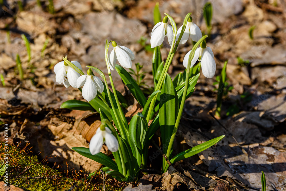 White blooming snowdrops (galanthus nivalis) at the forest on early spring White blooming snowdrops (galanthus nivalis) at the forest on early spring