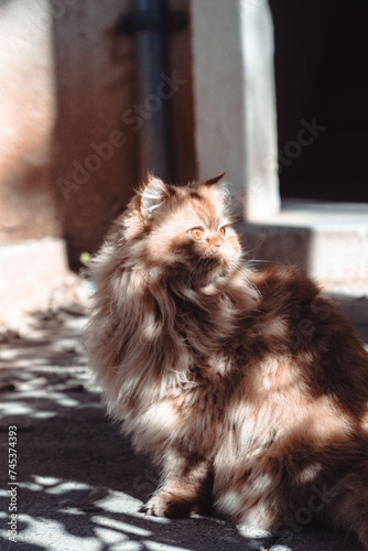 Ginger Persian cat with piercing eyes in dappled sunlight  striking pose against urban backdrop