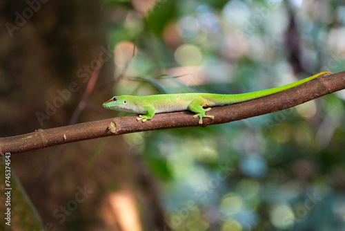 PHELSUMA MADAGASCARIENSIS portrait, madagascar jungle, day gecko © Soaps