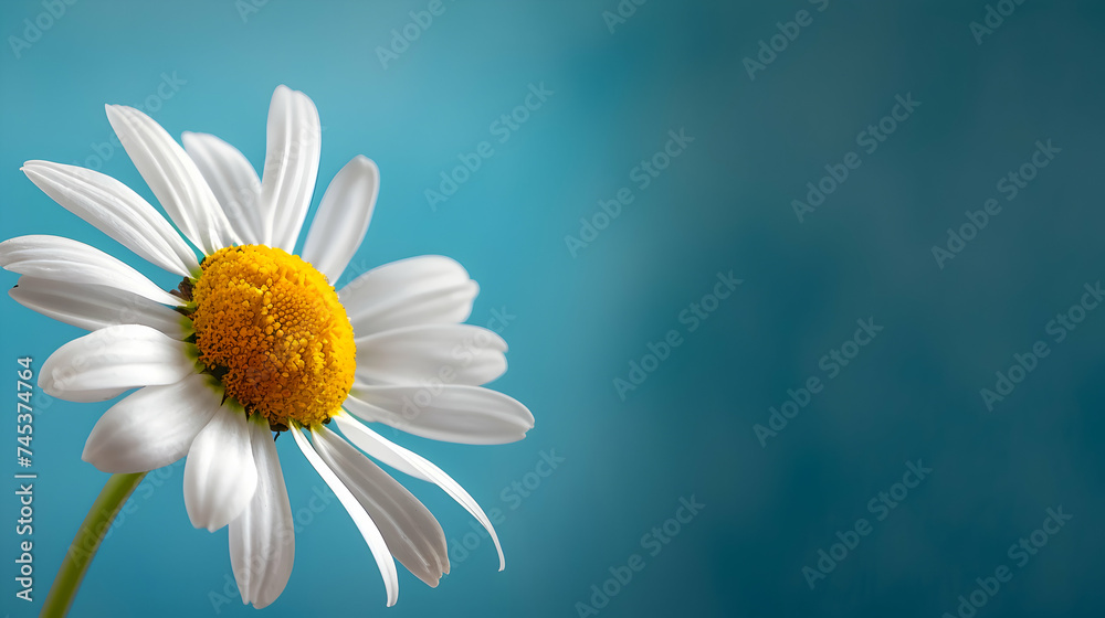chamomiles flower with Copy space for design Spring banner poster chamomiles flower with Copy space for design Spring banner poster